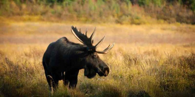 Forfaits de chasse aux oiseaux au petit gibier — Pourvoirie Domaine du Renard Bleu – Pourvoirie Domaine du Renard Bleu